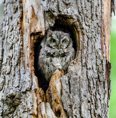  Eastern Screech Owl  Sitting in a Tree Hole 
