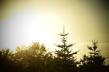 Sonnenuntergang über Bäumen