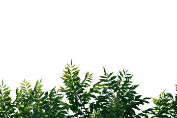 green leaf isolated on white background with copy space