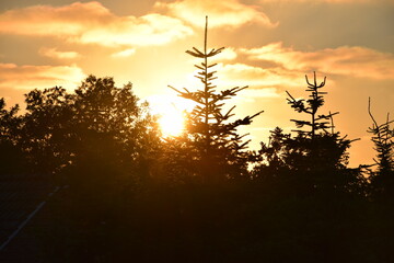 Sonnenuntergang zur Goldenen Stunde über einem Wald