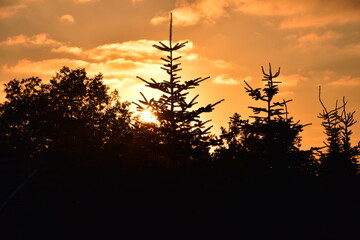 Sonnenuntergang zur Goldenen Stunde über einem Wald