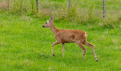 Naklejka na ściany i meble A Roe deer standing in the green field on the island Hitra