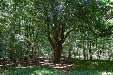Wald um die Gemeinde Wahn