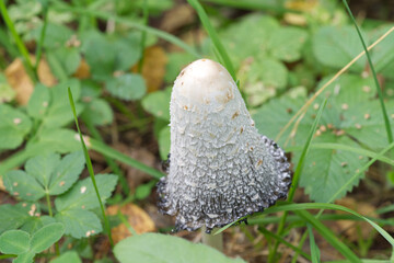 Coprinus comatus cap white gray mushroom