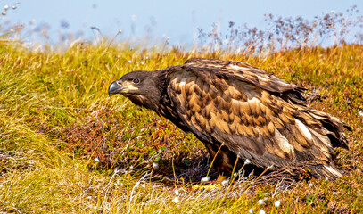 A young White tailed Eagle sitting on the ground