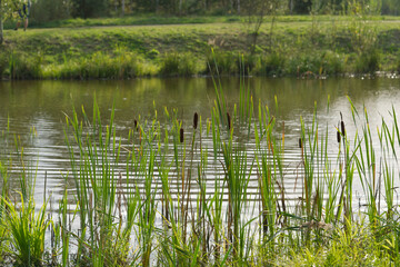 thickets of reeds to a picturesque forest lake