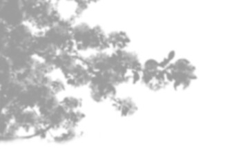 Summer background of plant shadows. Shadow of tree leaves on a white wall. White and black to overlay a photo or mockup