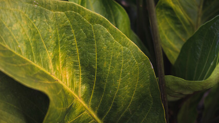 Macro shot of Anthurium leaf.