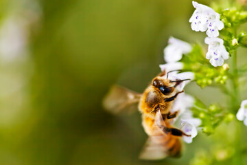macro of bee on flower gathering pollen
