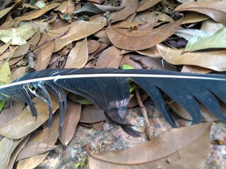 feather on the leaves
