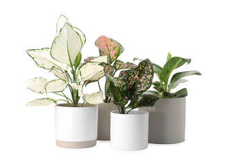 Beautiful Aglaonema plants in flowerpots isolated on white. House decor