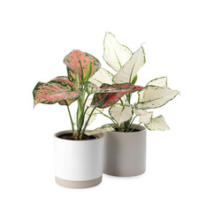 Beautiful Aglaonema plants in flowerpots isolated on white. House decor