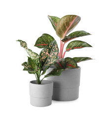 Beautiful Aglaonema plants in flowerpots isolated on white. House decor