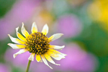 closeup of daisy outdoors in sun