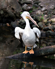 White Pelican stock photos. Close-up profile view standing on a log with rock background displaying spread wings, body, head, eye, beak, neck, in its environment and habitat. Image. Picture. Portrait.