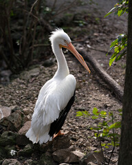 White Pelican stock photos. Close-up profile view with blur background, displaying white feather plumage, long beak, orange feet in its environment and surrounding. Portrait. Picture. Image. Photo