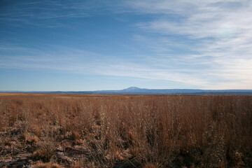 bush low desert wheat sky