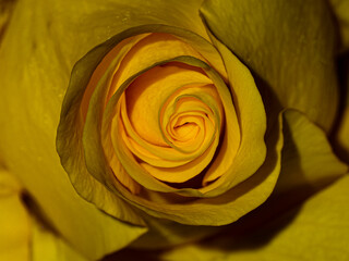 Apricot Yellow Rose