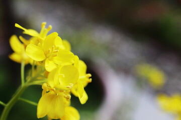 黄色い小カブの花