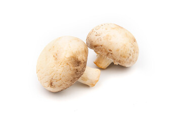 mushroom champignon isolated on white background