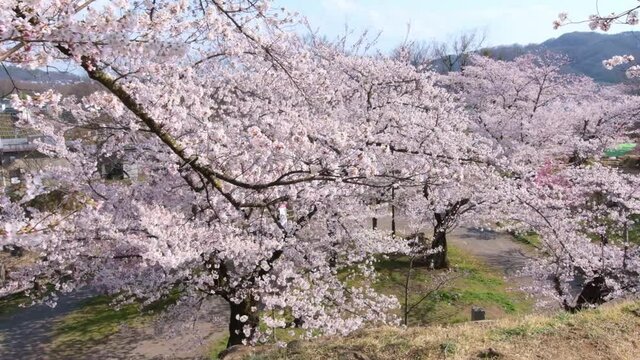 城跡に咲く満開のピンク色の桜と城の石垣　日本の春の景色