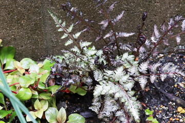 芽生え始めのニシキシダ　ピューターレース