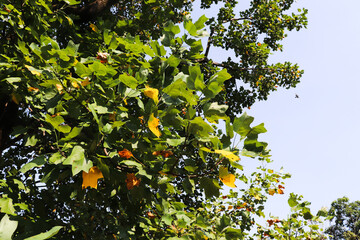 yellow apples on tree