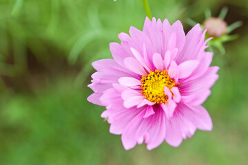 Fototapeta premium 八重のコスモスの花をクローズアップ 