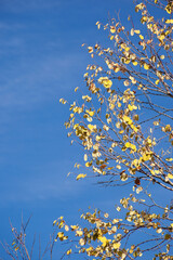 桂の枯れ葉と青空
