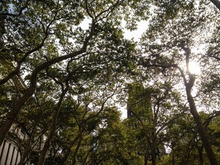 trees green sky city abstract