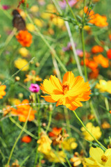 orange flowers in the garden