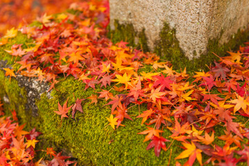 Autumn leaves in Kyoto	