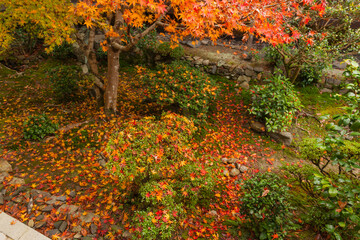 Naklejka premium Autumn leaves in Kyoto 