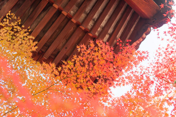 Autumn leaves in Kyoto	