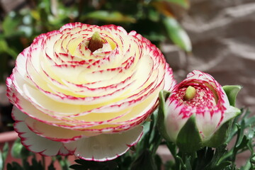 ピンクと白のラナンキュラス