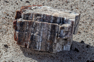 Side view of a large petrified rock showing the various compressed layers at the Petrified National Forrest, AZ, USA