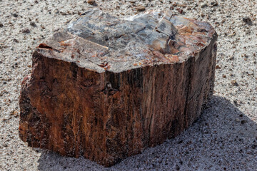 Fototapeta premium Large rock seasoned over million years of existence at the Petrified National Forrest, AZ, USA