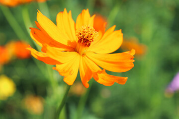orange flower on green background