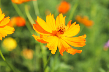 orange flower in the garden