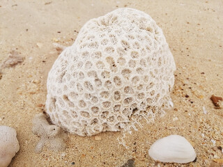 white coral on the beach , shell , sand