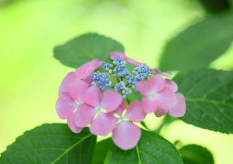 緑の背景のアジサイ
