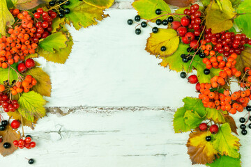Autumn leaves and berries on a white wooden background