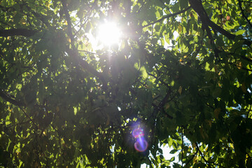 tree branch sun green shadow
