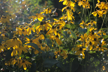 garden flowers yellow sun peaceful