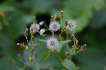 雨竜沼湿原の風景