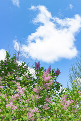 Obraz na płótnie Canvas 화창한 봄날의 보라색 꽃과 푸른 하늘