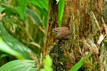 朽ち果てた木の上でくつろぐミソサザイ