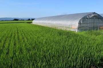 ビニールハウスと水田