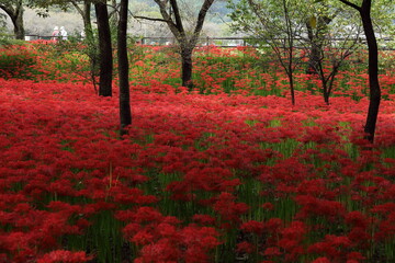 巾着田の彼岸花