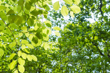 Obraz premium 맑은 날 초록 잎사귀가 가득한 풍경